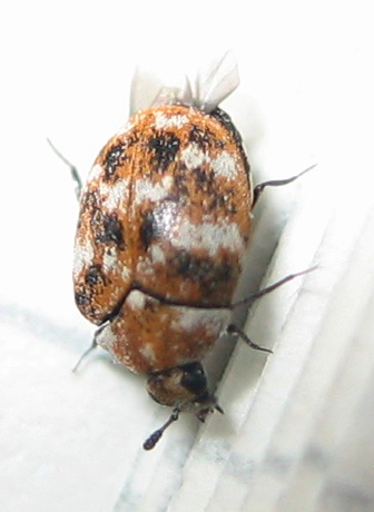 Anthrenus verbasci